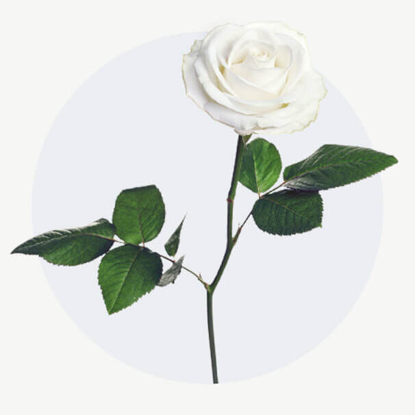 Weiße Rose mit zart geöffneten Blütenblättern und mehreren dunkelgrünen Blättern am langen Stiel vor grauem Hintergrund
