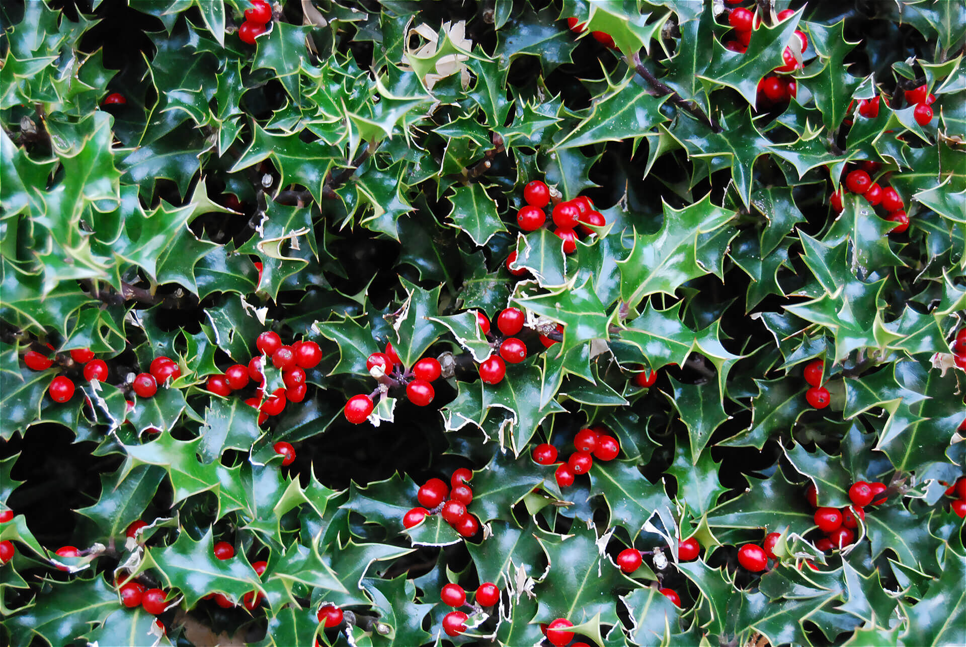 Nahaufnahme eines dichten Strauchs der Europäischen Stechpalme (Ilex aquifolium) mit glänzend grünen, gezackten Blättern und leuchtend roten Beeren. Die Pflanze vermittelt eine klassische weihnachtliche Atmosphäre.