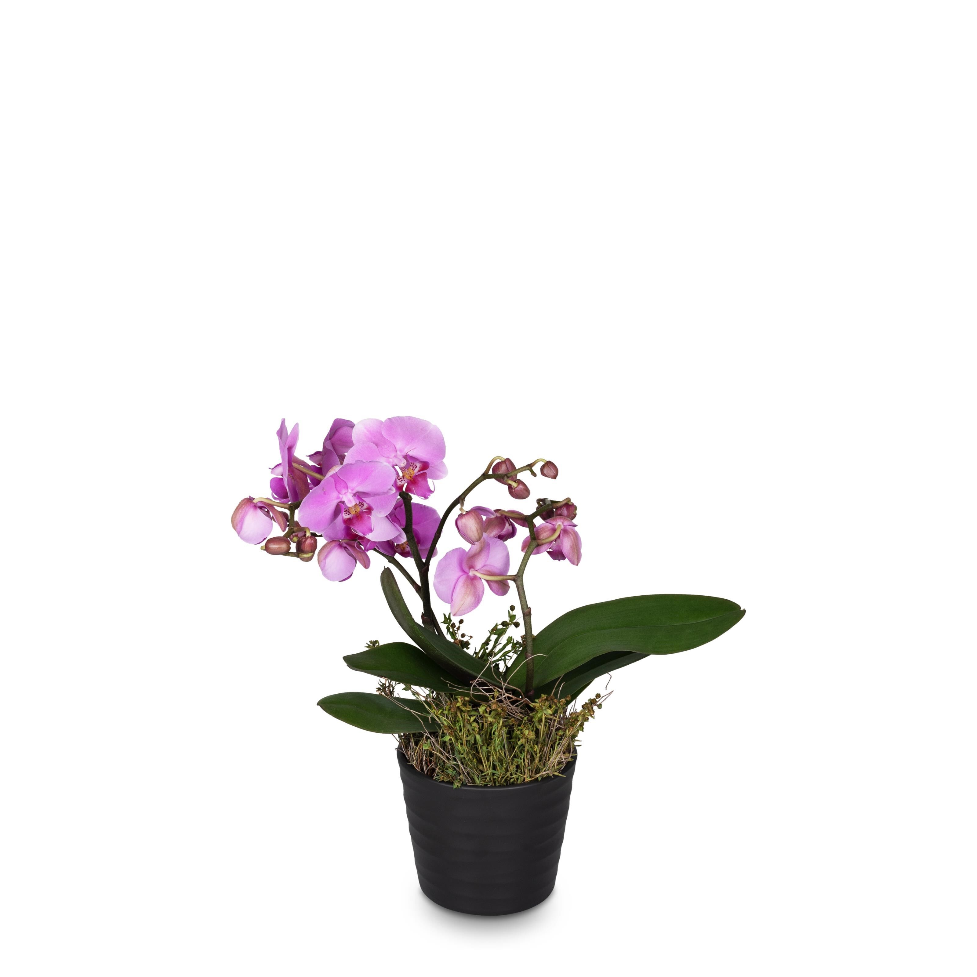 Pink Orchid Phalaenopsis