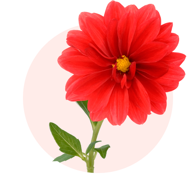 Rote Dahlie mit gelber Mitte, typische Oktober Blume und beliebte Herbstblume