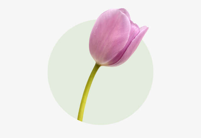 Tulpe Einzelne zartrosa Tulpe mit geschlossener Blüte und langem, grünem Stiel vor hellem Hintergrund.