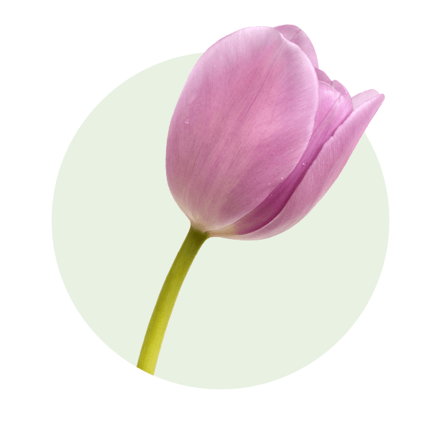 Tulpe Einzelne zartrosa Tulpe mit geschlossener Blüte und langem, grünem Stiel vor hellem Hintergrund.