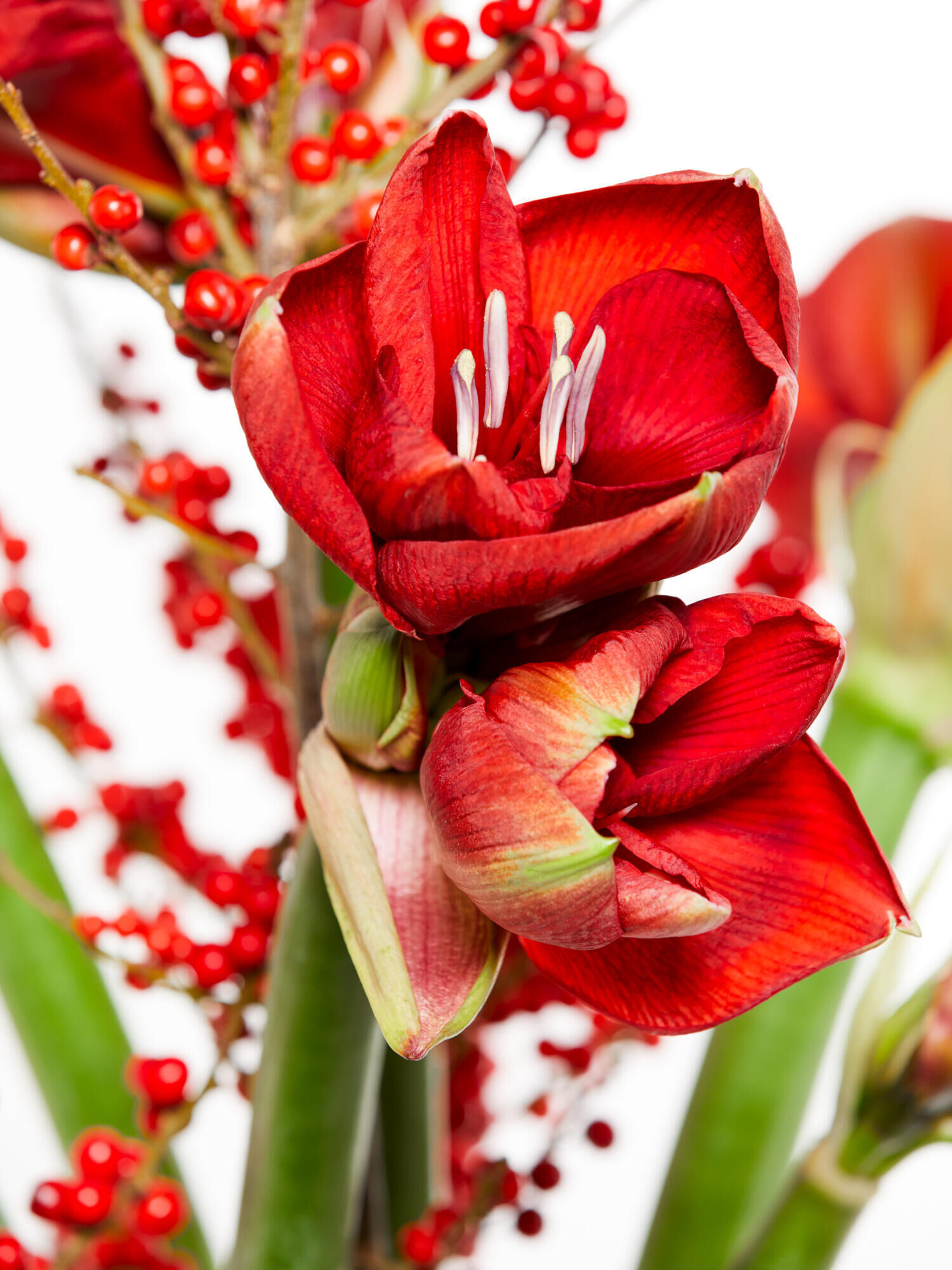 Roter Amaryllistraum Roter Amaryllistraum - Hauptblüte: Amaryllis - Hauptfarbe: Rot