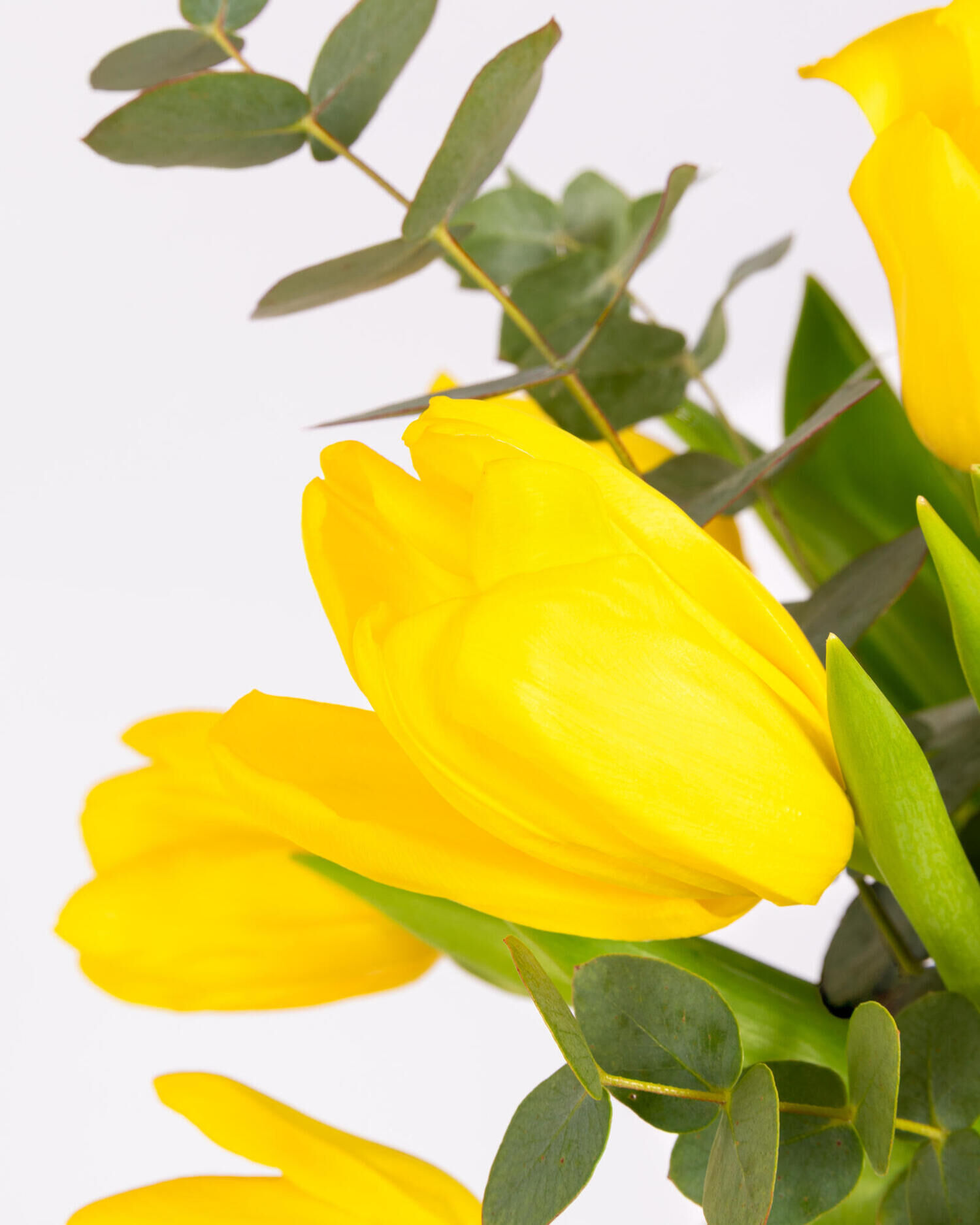 Tulip Dream - Hauptblüte: Tulpen - Hauptfarbe: Gelb