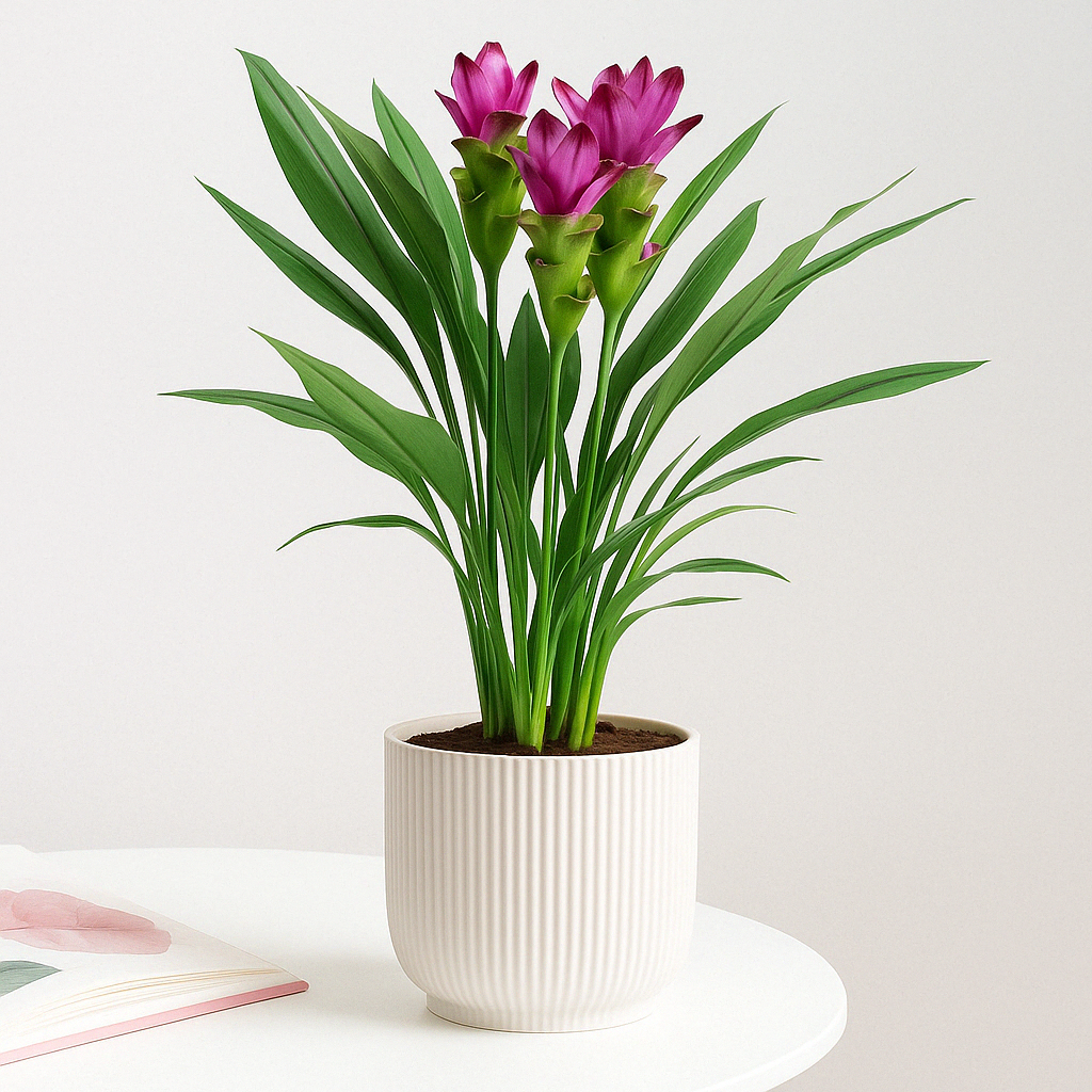 Plant Turmeric