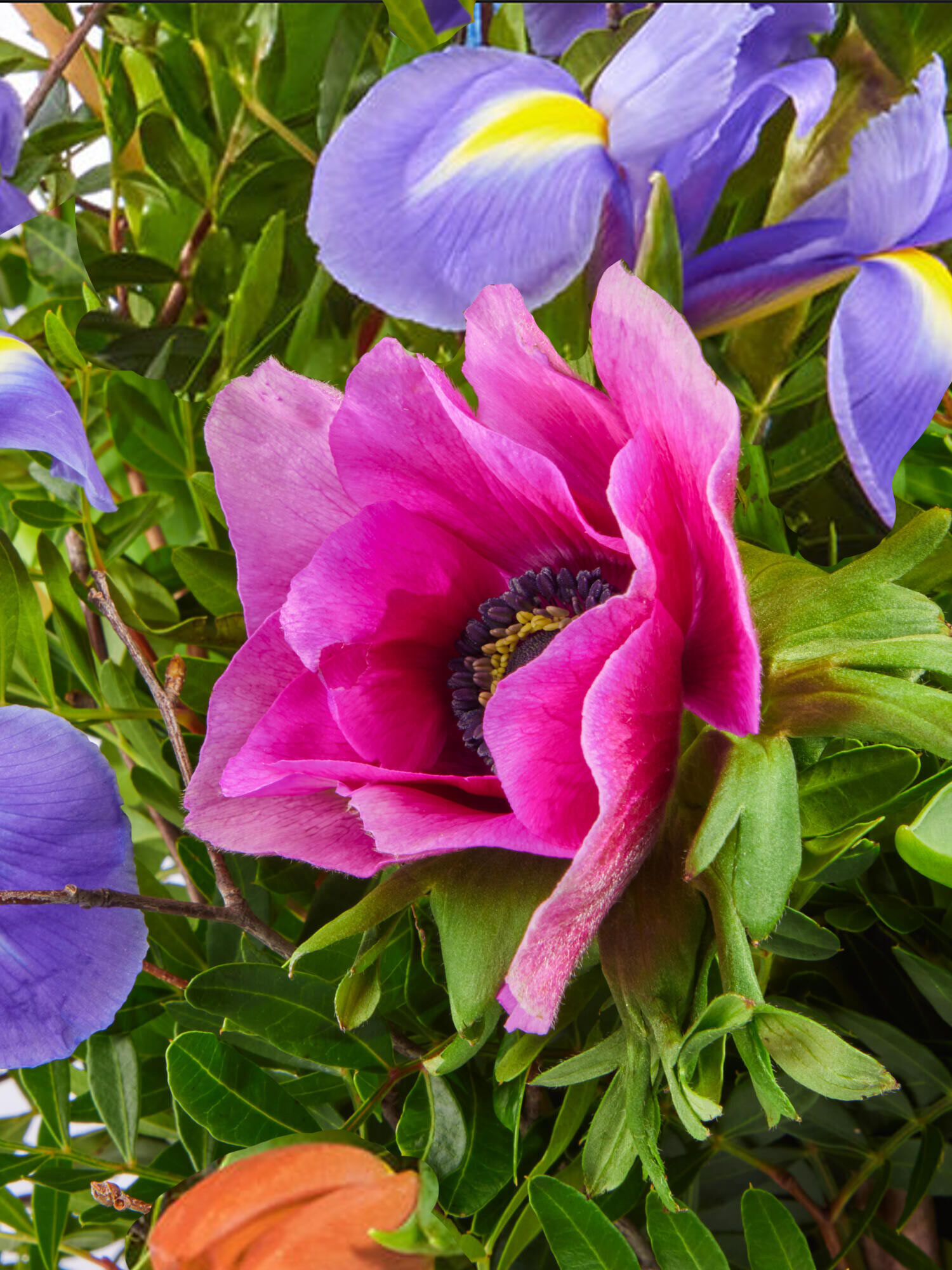 Strauß der Woche - Hauptblüte: Tulpen - Hauptfarbe: Blau, Orange, Pink