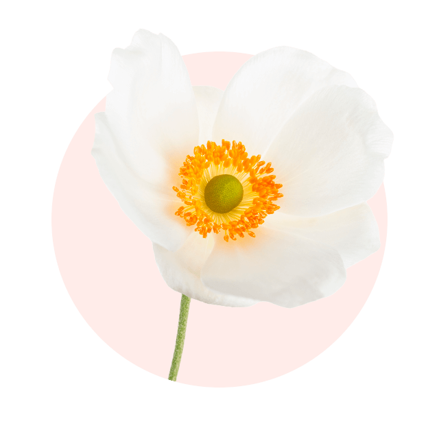 Weiße Herbstanemone mit orange-gelber Mitte, typische Oktober Blume und romantischer Herbstblüher
