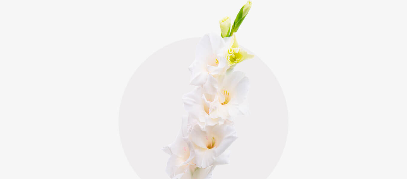 Einzelne weiße Gladiole mit zarten Blütenblättern auf hellem Hintergrund.