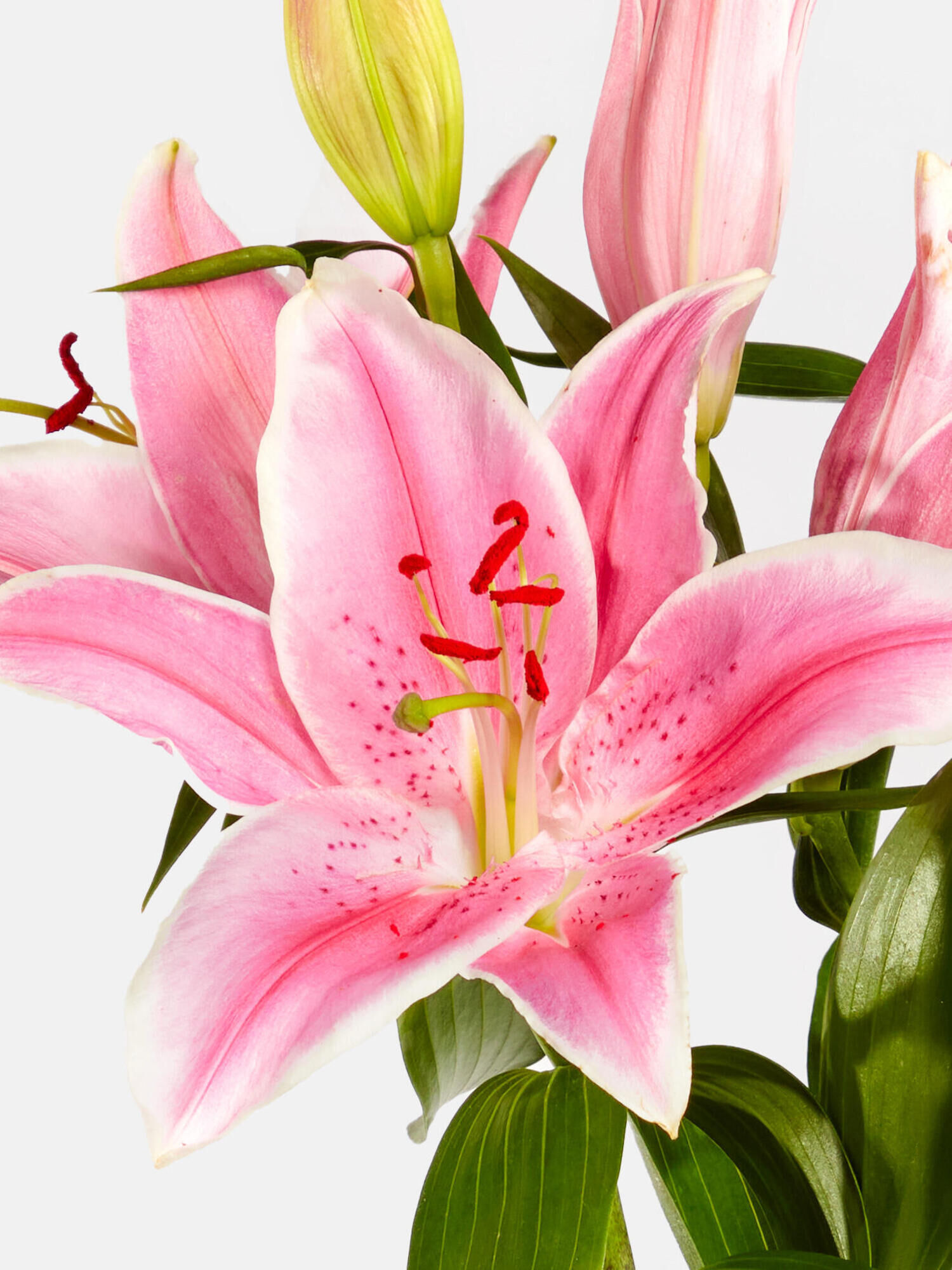 Lilies in Cream mit Vase - Hauptblüte: Lilien - Hauptfarbe: Rosa, Weiß