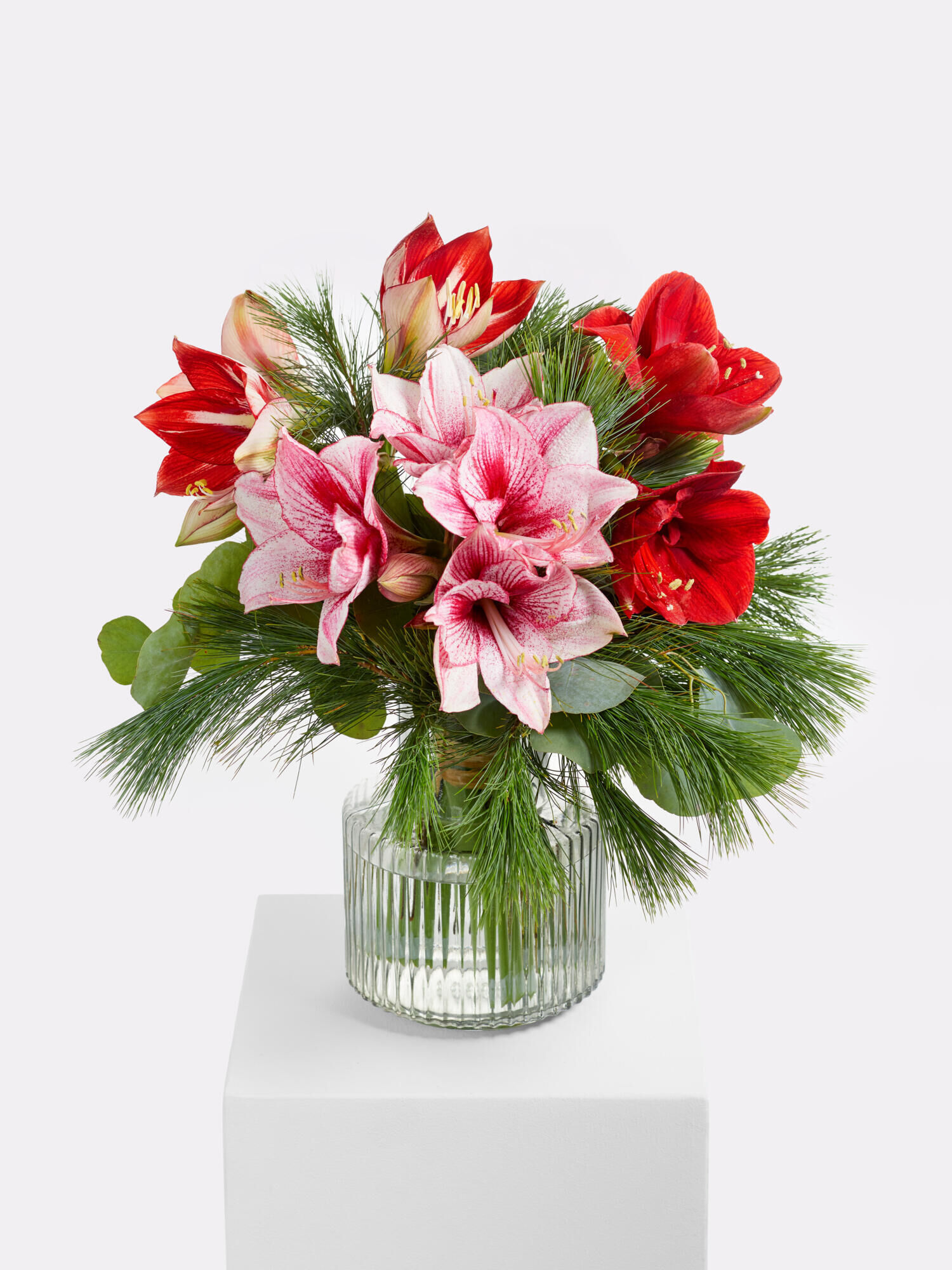 Frozen Dream - Main Colors: PINK, RED, ROSE - Main Flowers: AMARYLLIS