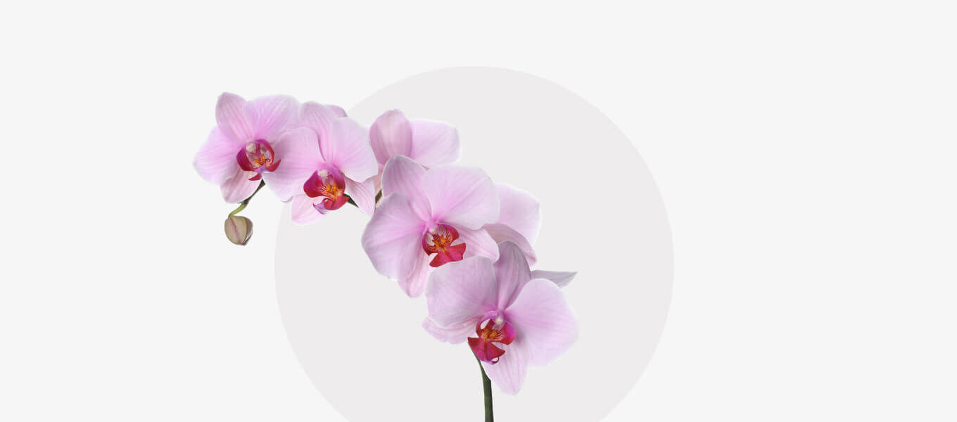 Zweig Orchidee