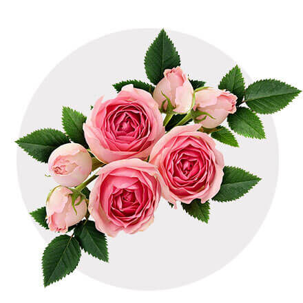 Kleine Blüten von rosa Rosen