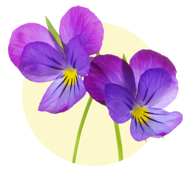 Zwei violett-lila Stiefmütterchenblüten mit gelber Mitte vor hellem Hintergrund.