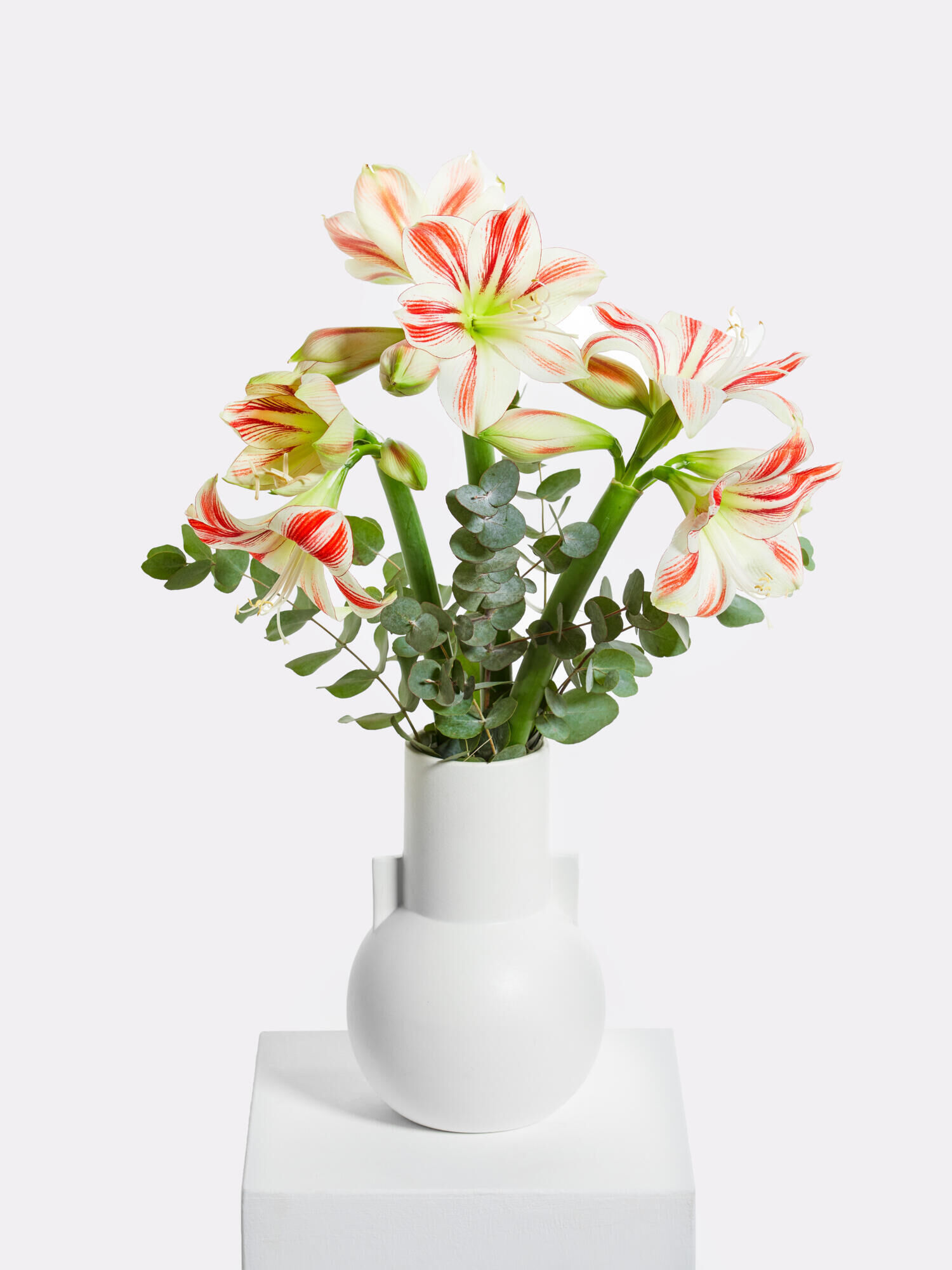 Sternenhimmel - Hauptblüte: Amaryllis - Hauptfarbe: Weiß