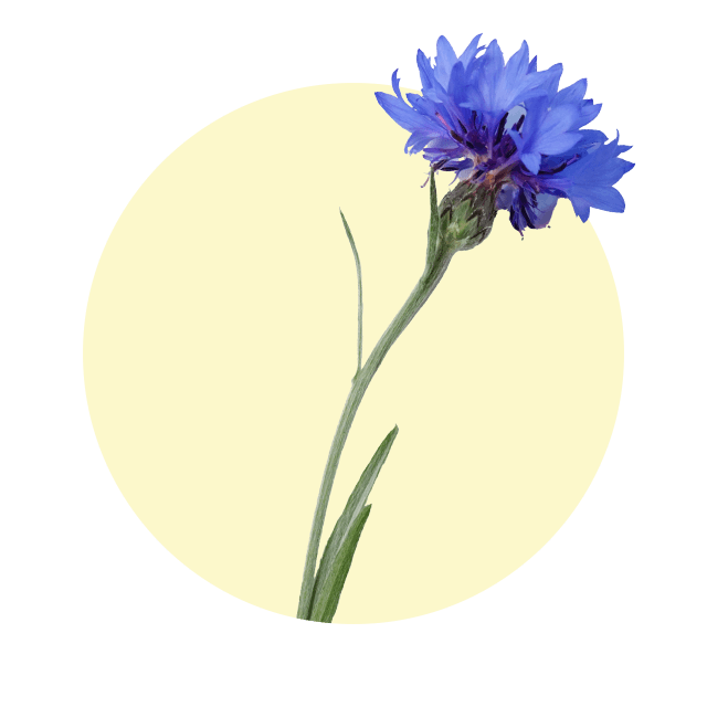Einzelne, leuchtend blaue Kornblume mit zartem Stiel vor hellem Hintergrund.
