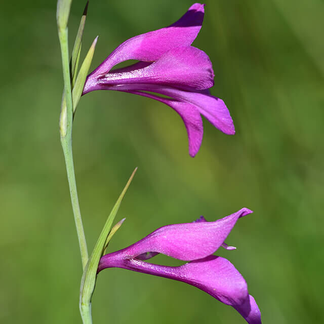 Wilde Sumpfgladiole mit leuchtend violetten Blüten vor grünem Hintergrund.