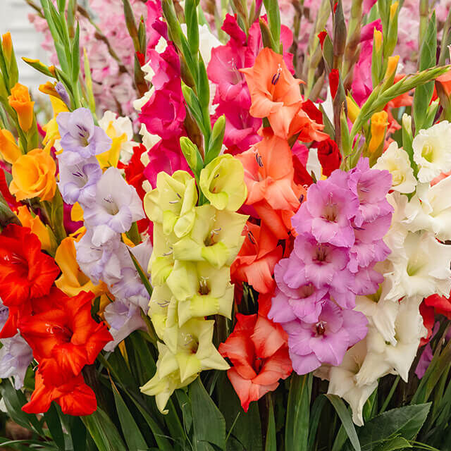 Bunte Ackergladiolen in Rot, Gelb, Rosa und Weiß in voller Blüte.
