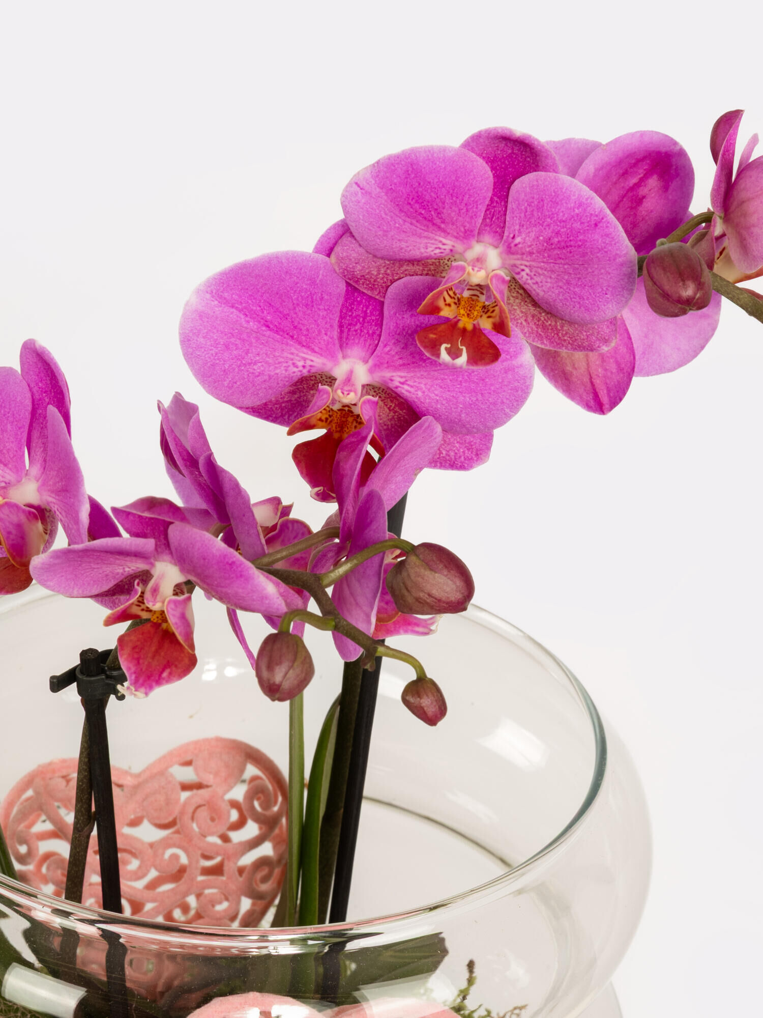 Blooming Mother's Day - Main Colors: PURPLE