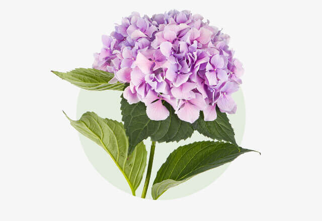 Hortensie Blasslila Hortensienblüte mit zahlreichen kleinen Einzelblüten und grünem Blattwerk.