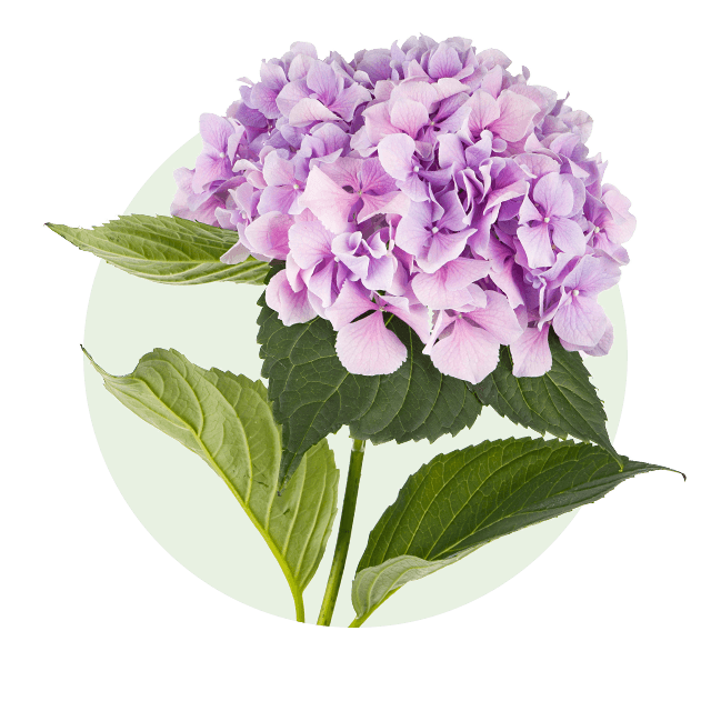 Hortensie Blasslila Hortensienblüte mit zahlreichen kleinen Einzelblüten und grünem Blattwerk.