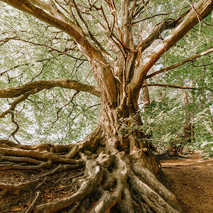 Baum mit großen überirdischen Wurzeln