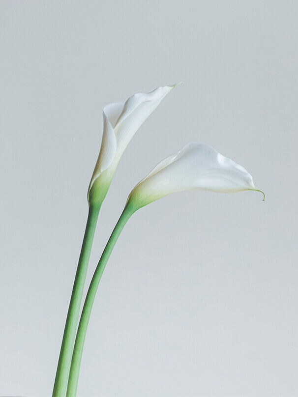 Zwei elegante weiße Calla-Lilien vor hellgrauem Hintergrund – minimalistisches Symbol für Trauer, Würde und stilles Gedenken.