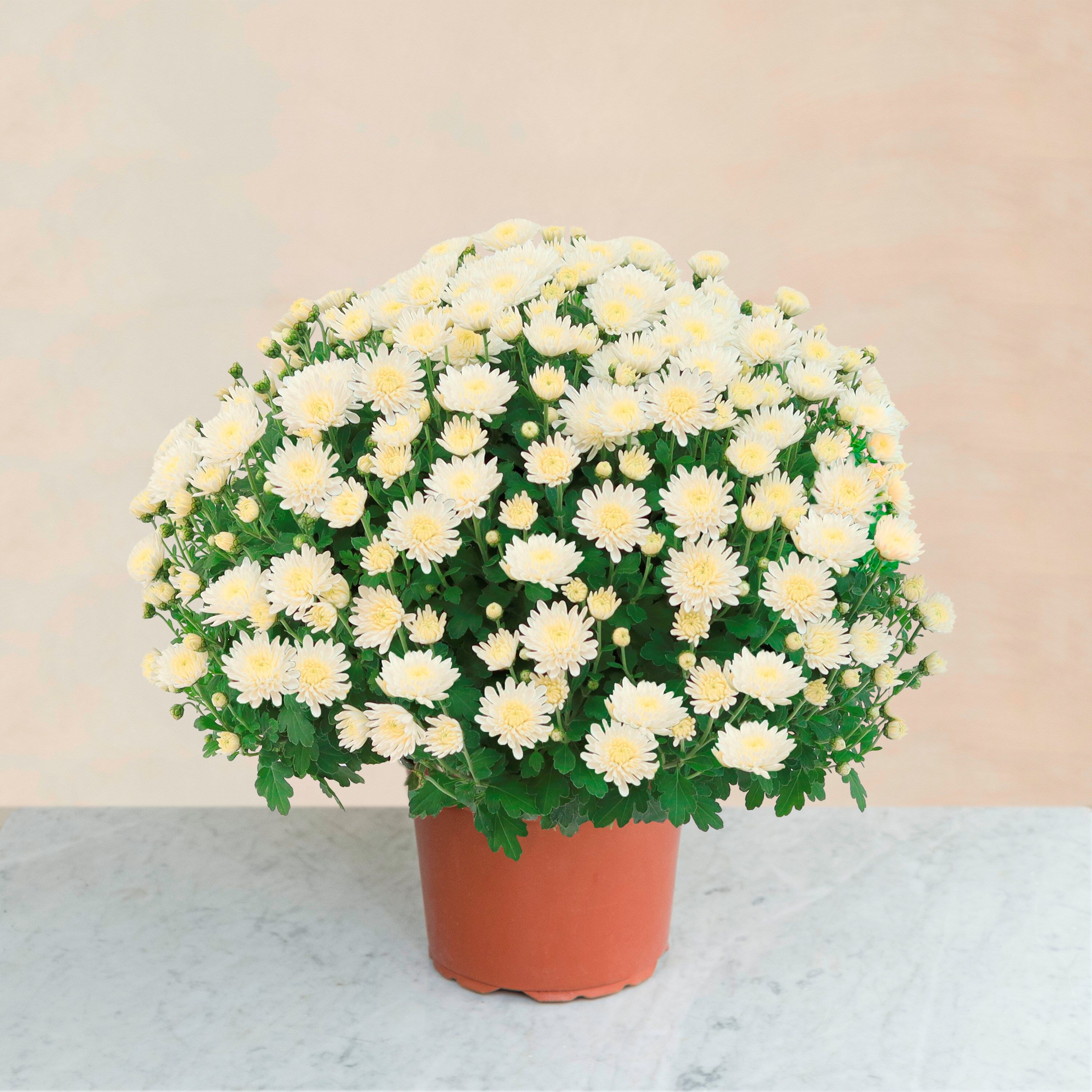 Chrysantheme blanc