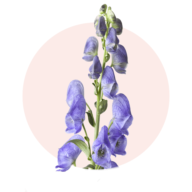 Blauer Herbsteisenhut mit aufrecht stehenden Blütenrispen, typische Oktober Blume und Herbstblüher
