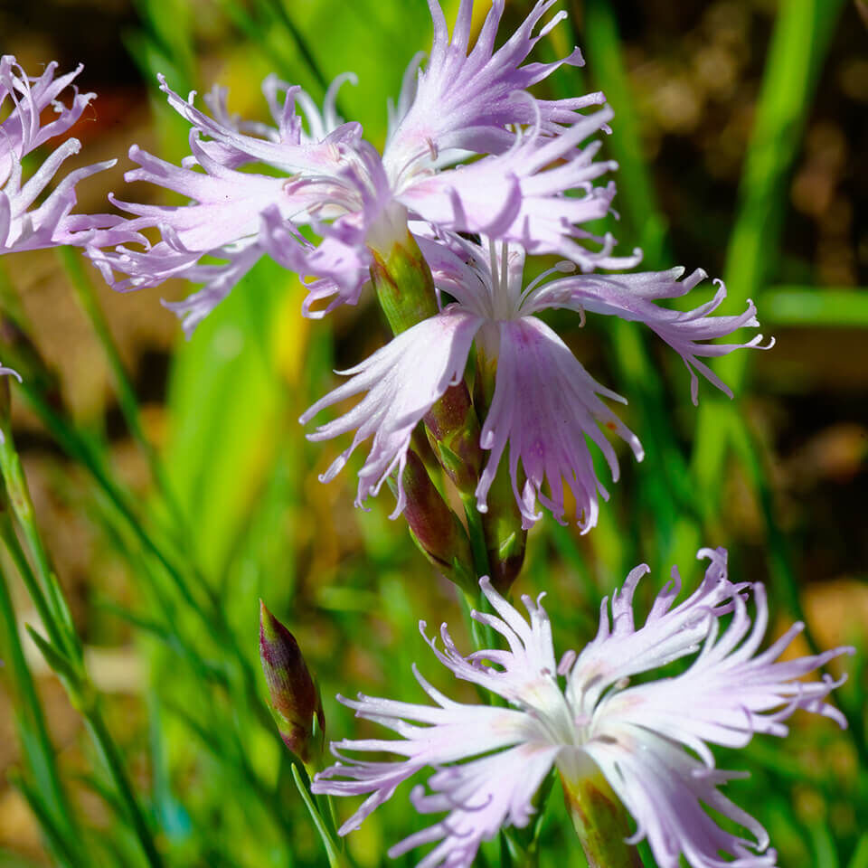 Zarte, hellviolette Federnelke mit stark gefransten Blütenblättern – filigrane Blume in natürlicher Wiesenlandschaft.