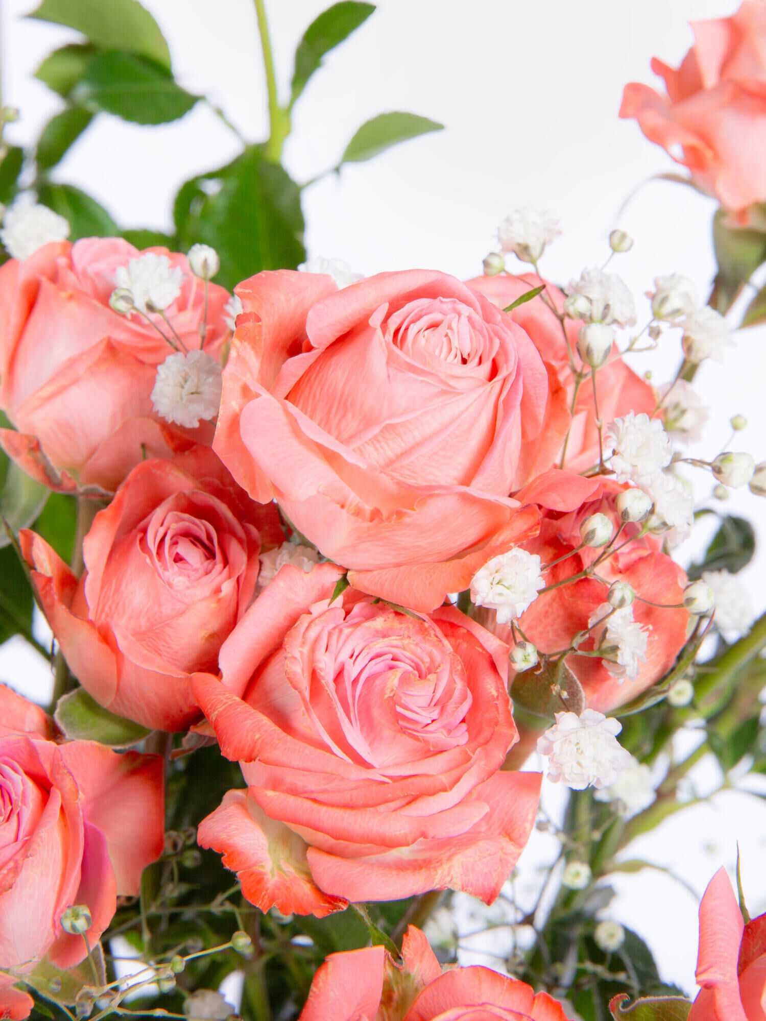 Amazing Roses - Hauptblüte: Rosen - Hauptfarbe: Rosa
