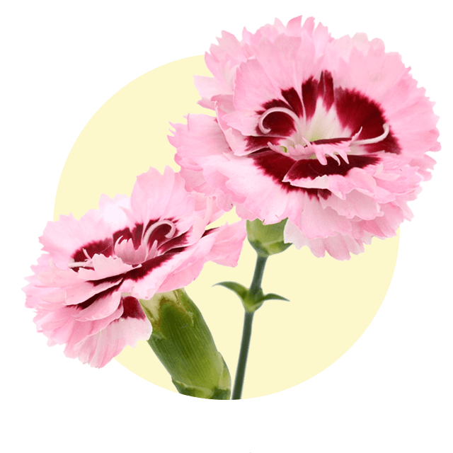 Zwei rosa Spraynelkenblüten mit dunkelroter Mitte vor hellem Hintergrund.