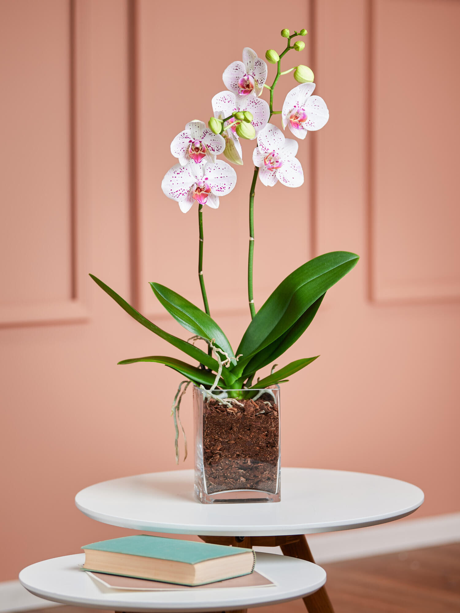 Weiß-pinke Orchidee in Vase
