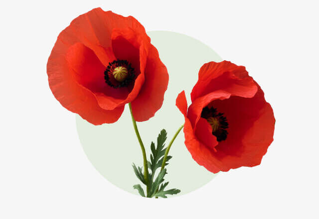 Klatschmohn Zwei leuchtend rote Klatschmohnblüten mit dunklem Blütenzentrum.