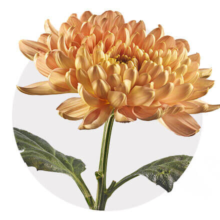 Blüte einer Dekochrysantheme