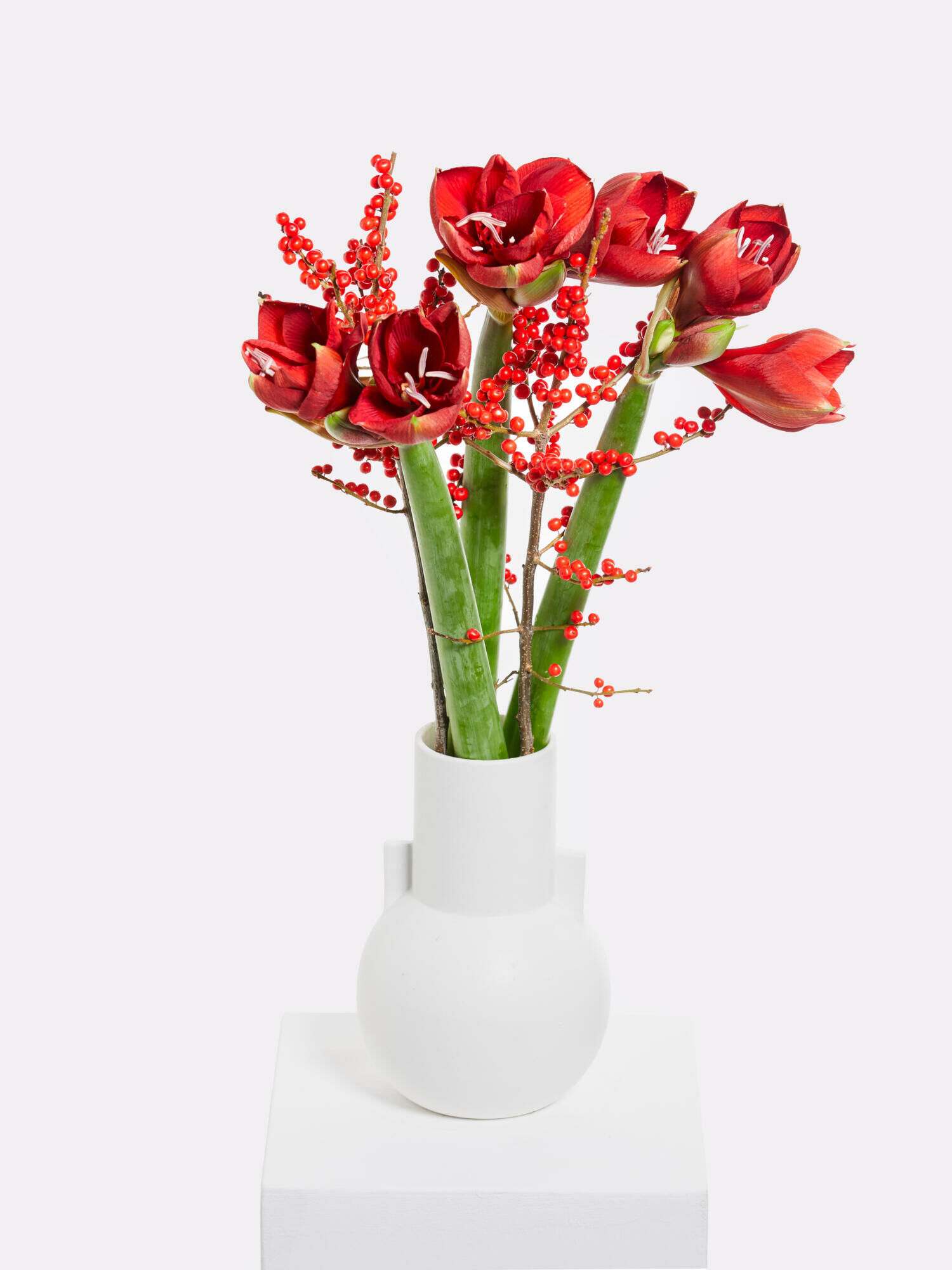 Roter Amaryllistraum - Hauptblüte: Amaryllis - Hauptfarbe: Rot