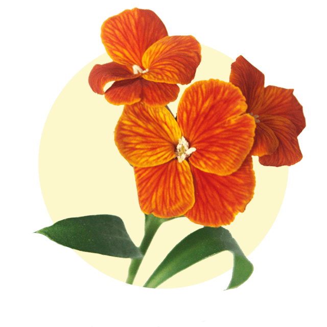 Leuchtend orangefarbener Goldlack mit feiner Blütenzeichnung vor hellem Hintergrund.