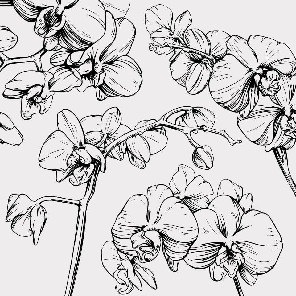 Schwarz-weiße Zeichnung von Orchideenblüten, die in verschiedenen Winkeln und Positionen dargestellt sind. Die filigranen Details der Blütenblätter und Stängel sind deutlich sichtbar und verleihen der Illustration eine elegante und kunstvolle Ästhetik.