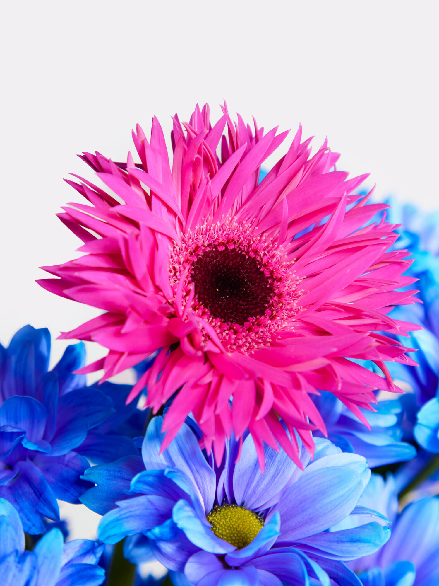 Dopamin Crush - Hauptblüte: Chrysanthemen, Germini, Nelken - Hauptfarbe: Blau, Pink