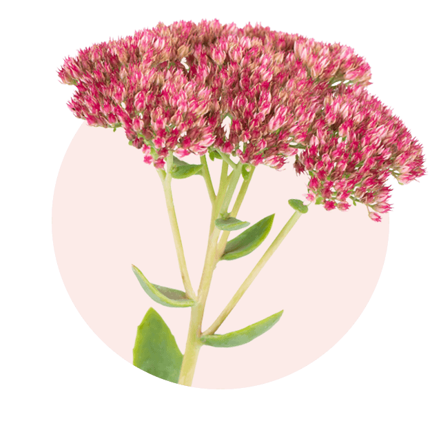 Rosarote Blüten der Fetthennen, eine typische Oktober Blume und winterharte Staude