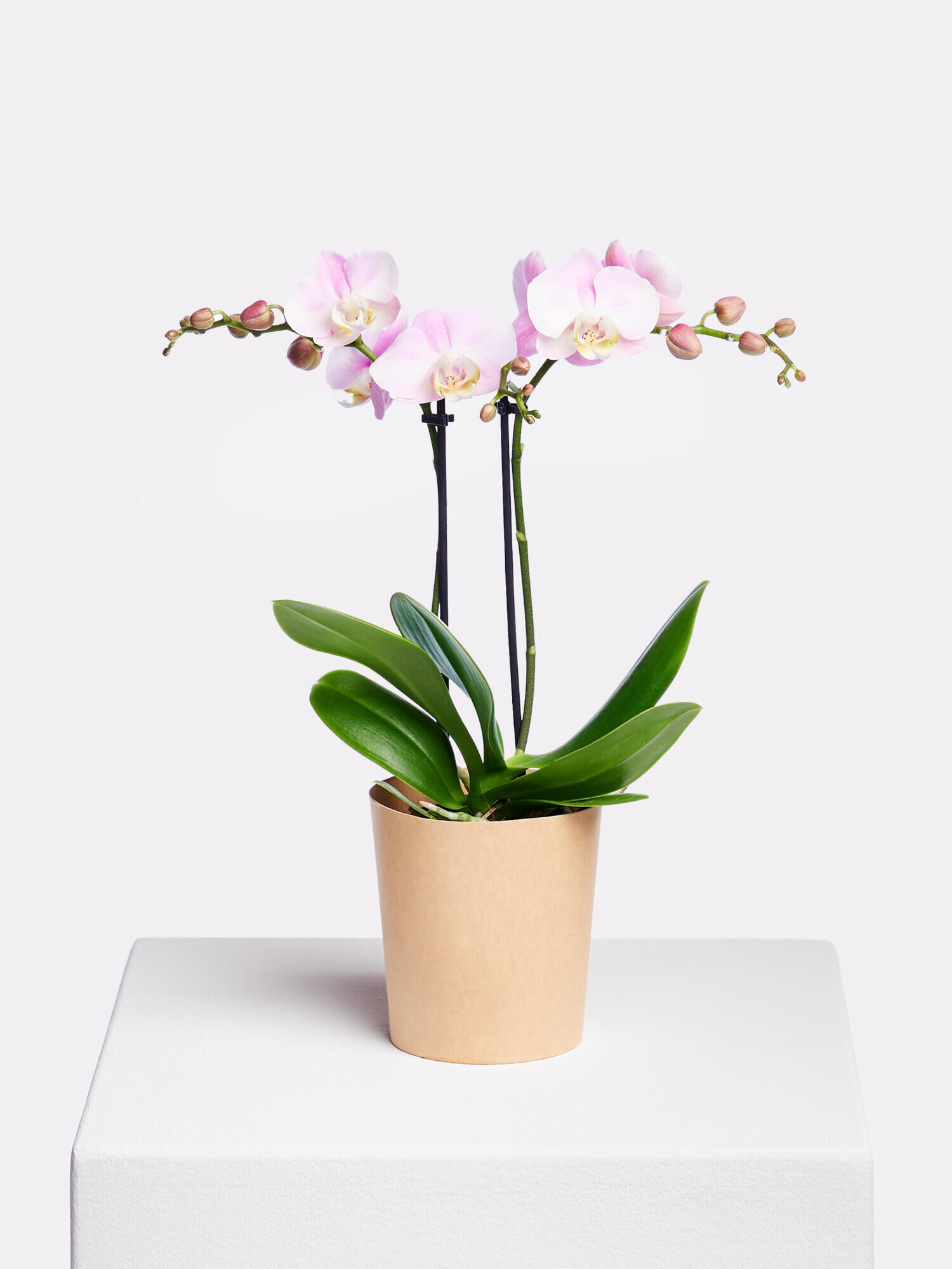 Phalaenopsis