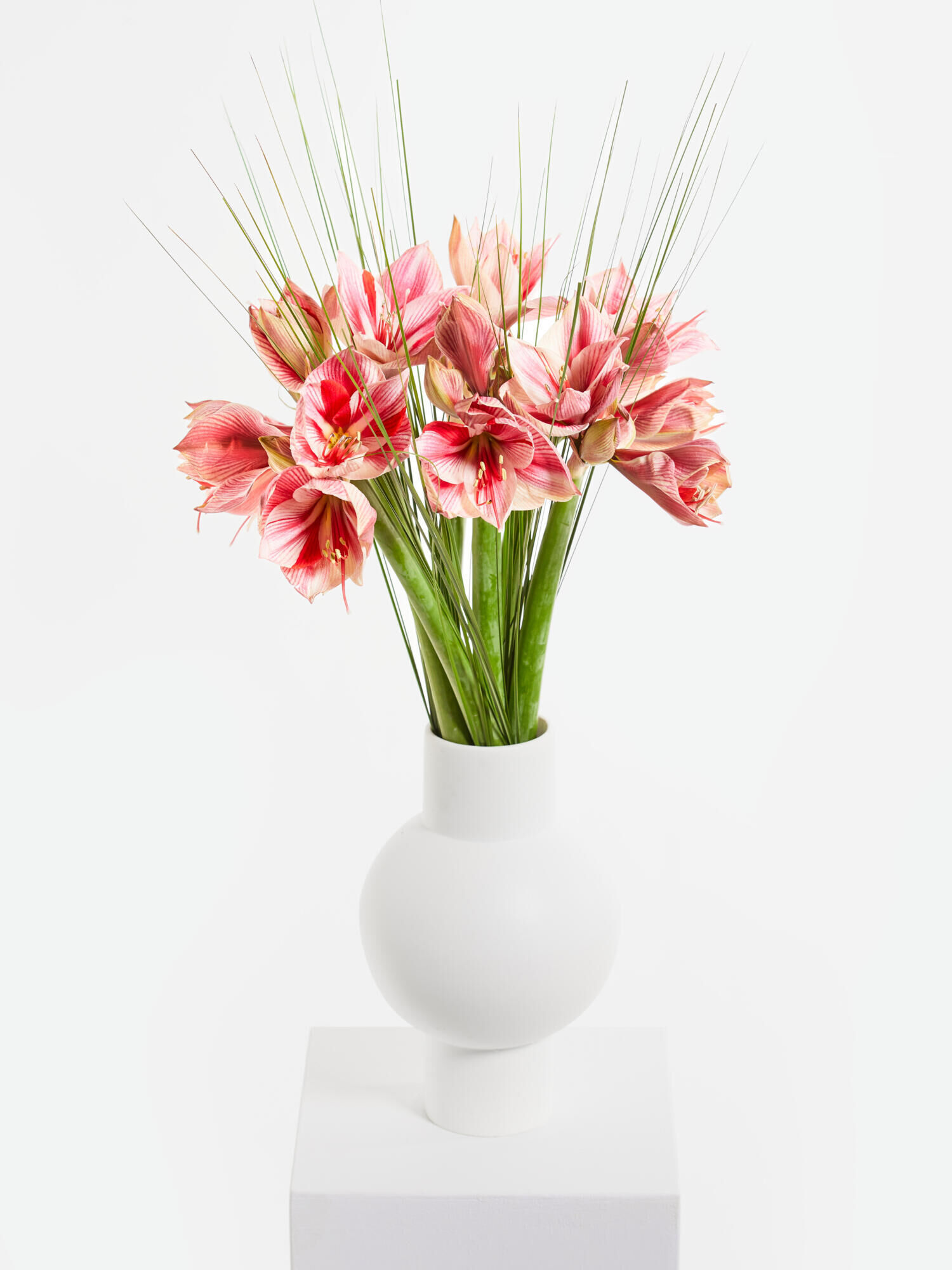 Winterfreuden Winterfreuden - Hauptblüte: Amaryllis - Hauptfarbe: Pink, Rosa