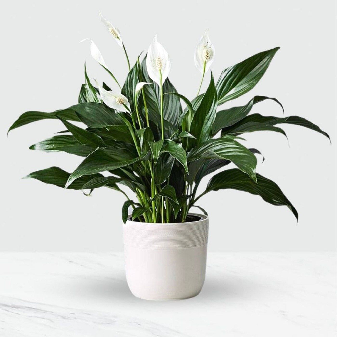Potted Spathiphyllum