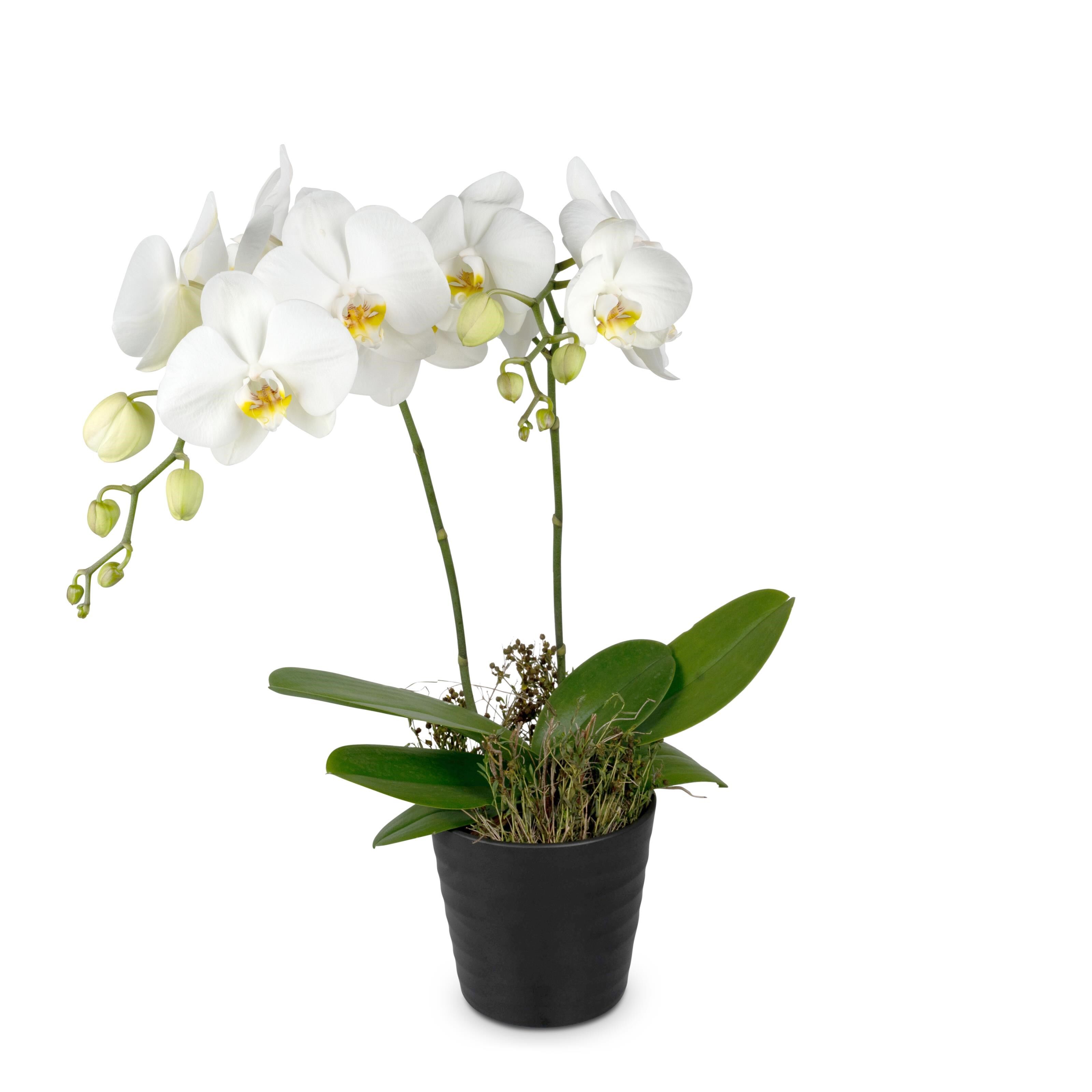 Indoor plant White Dream orchid