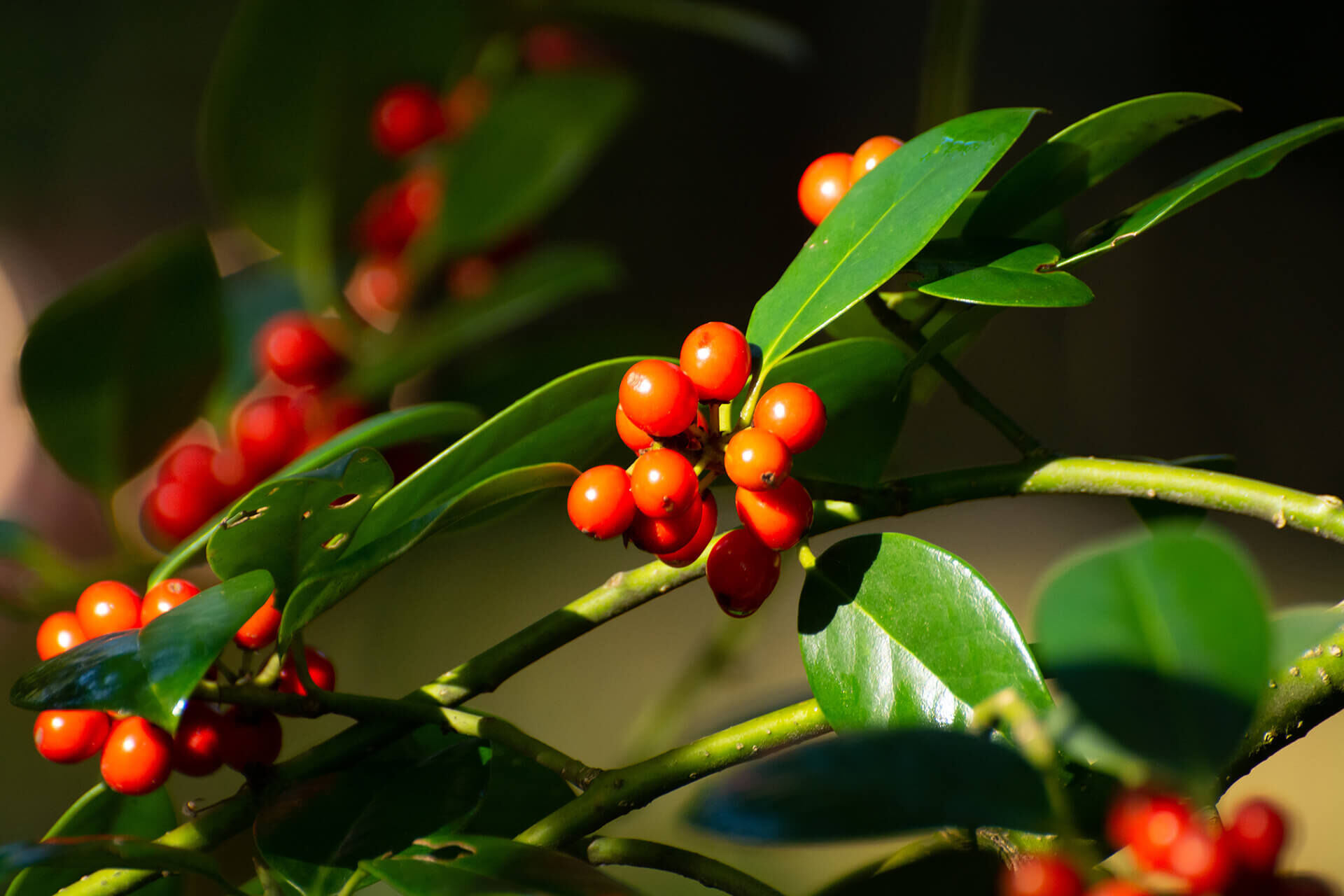 Nahaufnahme eines Zweigs der Amerikanischen Stechpalme (Ilex opaca) mit glänzend grünen Blättern und leuchtend roten Beeren. Die warme Beleuchtung hebt die satten Farben hervor und verleiht dem Bild eine stimmungsvolle, naturverbundene Atmosphäre.