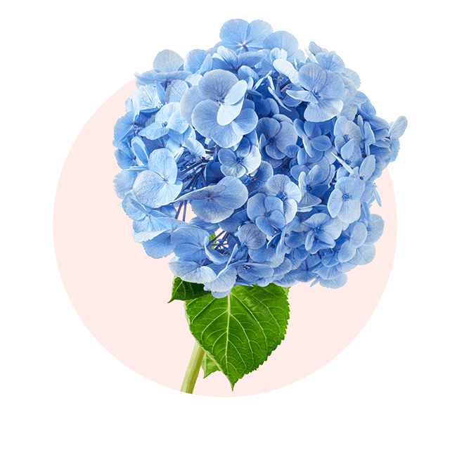 Blaue Rispenhortensie mit vielen kleinen Blüten, typische Oktober Blume und herbstlicher Strauch