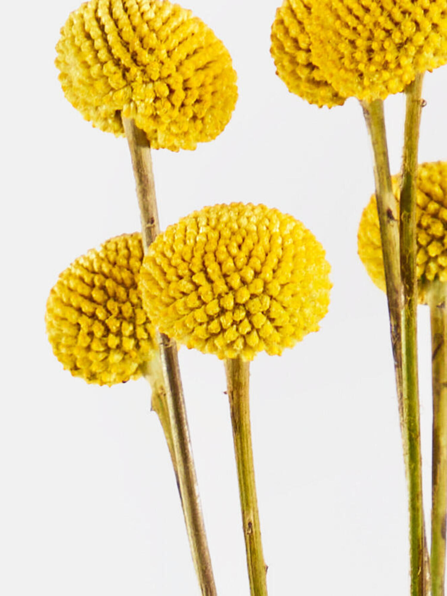 Desert Pompoms mit Vase - Hauptfarbe: Gelb