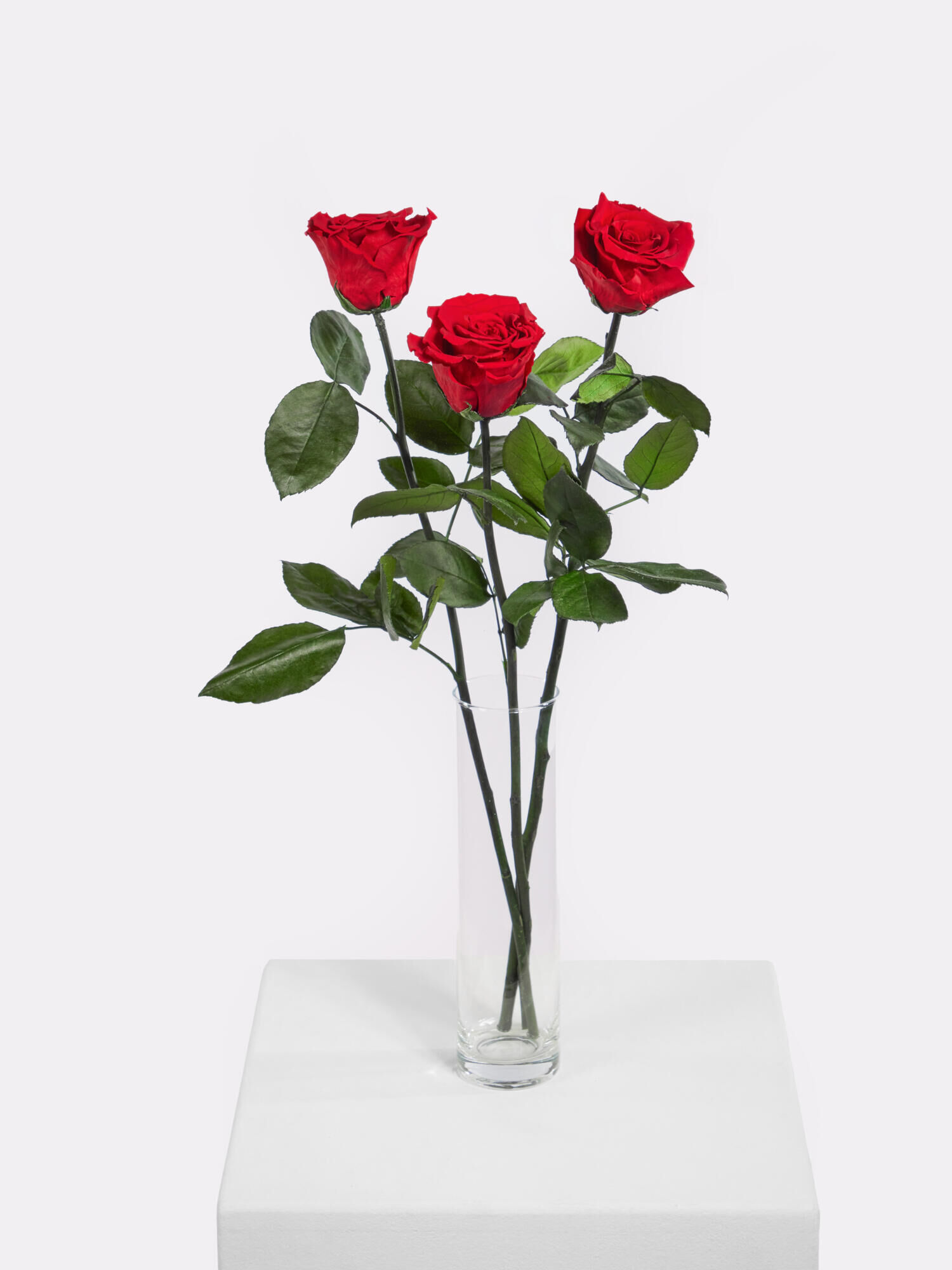 Infinity Rosen: Ewige Liebe - Hauptblüte: Rosen - Hauptfarbe: Rot