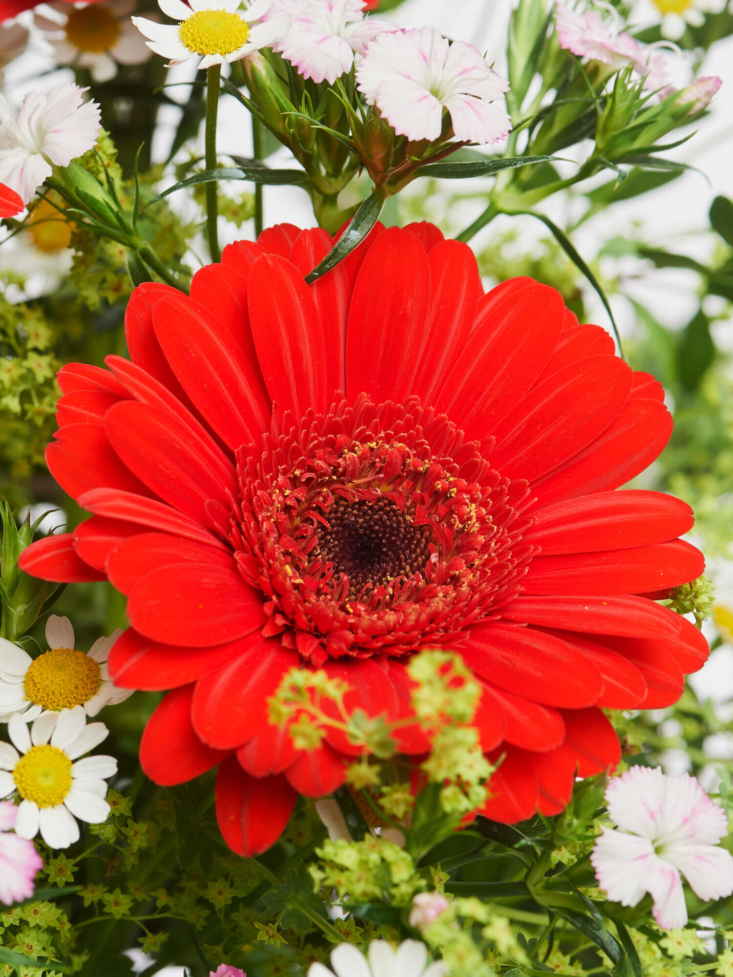 Strauß der Woche - Hauptblüte: Germini - Hauptfarbe: Rosa, Rot