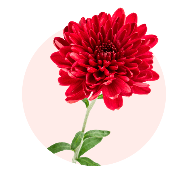 Rote Chrysantheme mit dichter Blüte, typische Oktober Blume und beliebte Herbstpflanze