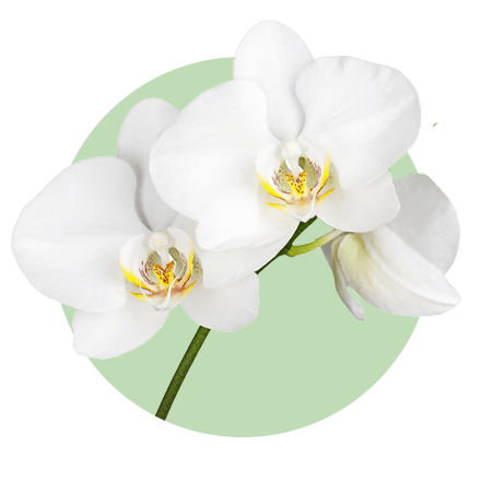 Drei prächtige weiße Orchideenblüten mit gelb und purpur gefärbten Zentren stehen vor einem hellgrünen, kreisförmigen Hintergrund. Die Blumen heben sich durch ihre Reinheit und Eleganz ab und vermitteln ein Gefühl von Frische und Ruhe.